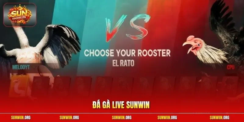 Đá gà live